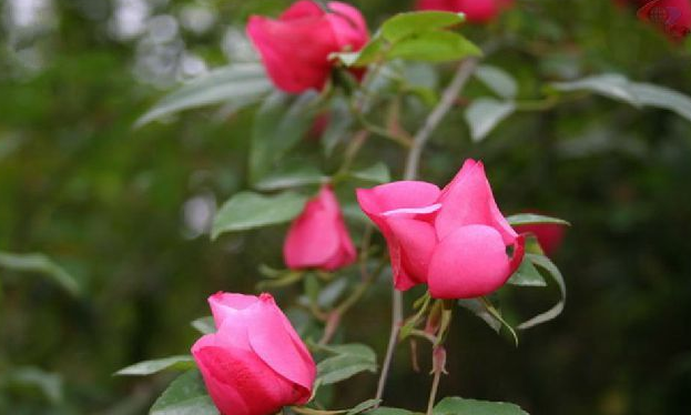 怎么区分月季 玫瑰 蔷薇 168鲜花速递网