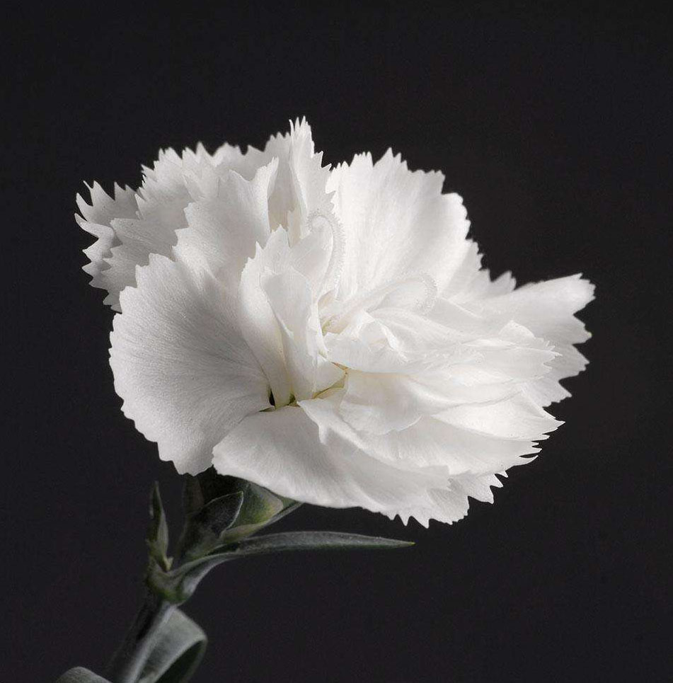 一朵白色康乃馨图片