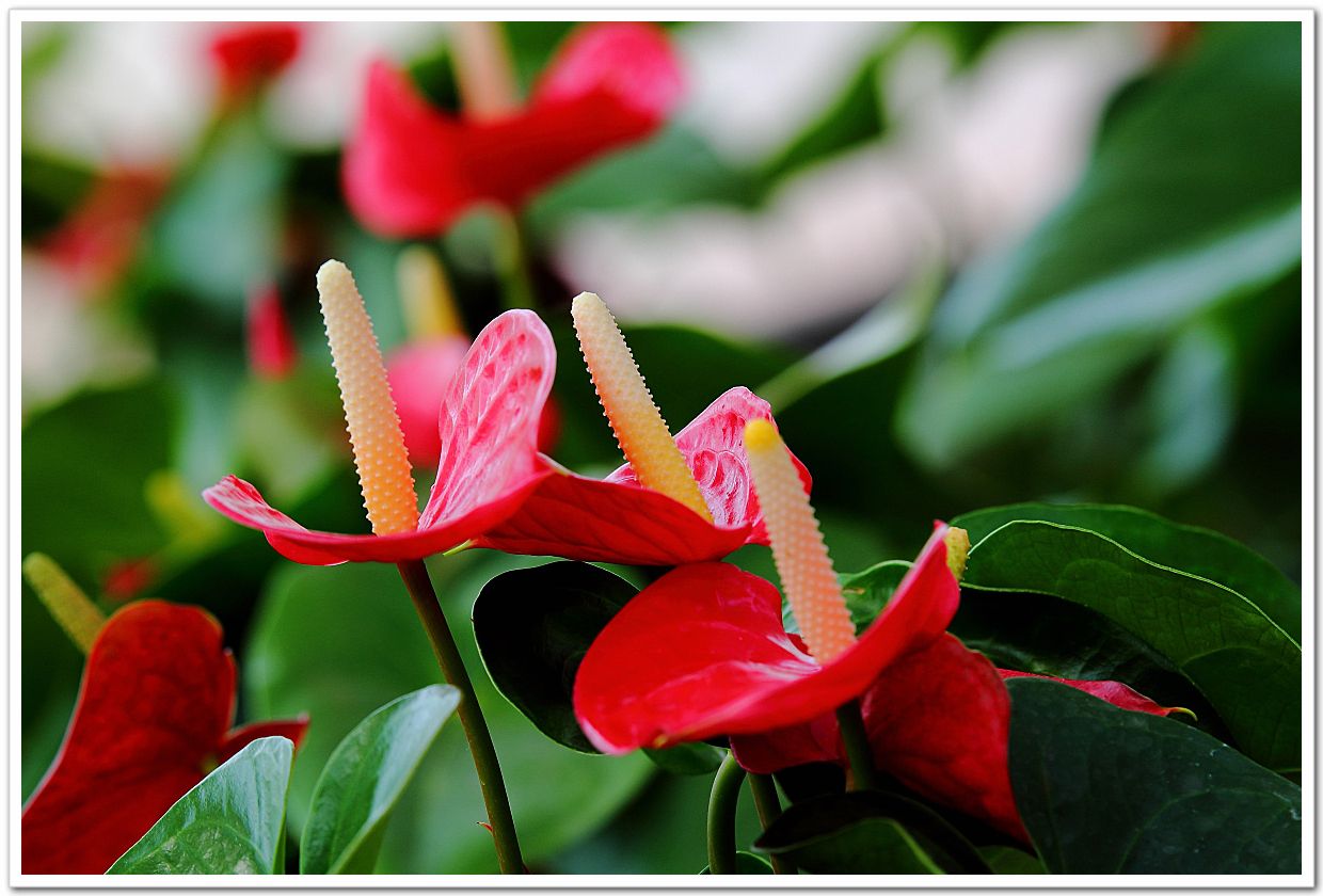 红掌 花 植物 - Pixabay上的免费照片 - Pixabay