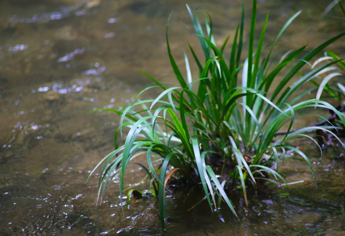 黄菖蒲-中国湿地植物-图片