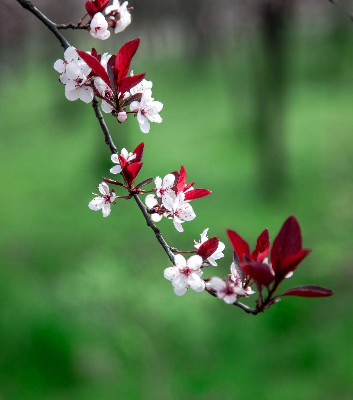 紫叶李(Prunus Cerasifera Ehrhar f. atropurpurea (Jacq.) Rehd.)-芜湖职业技术学院--园林园艺学院