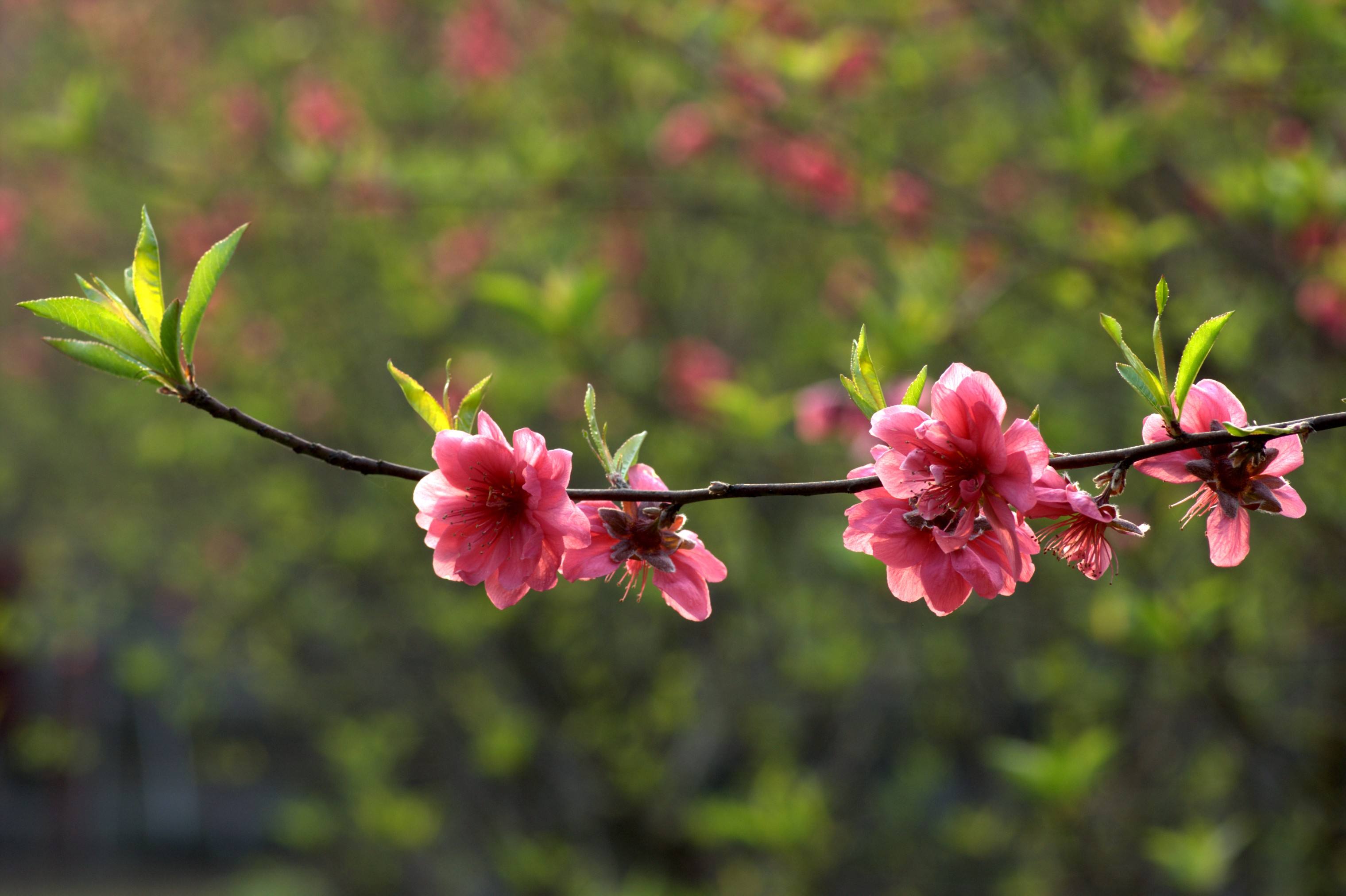 桃花的生长习性及其植物文化