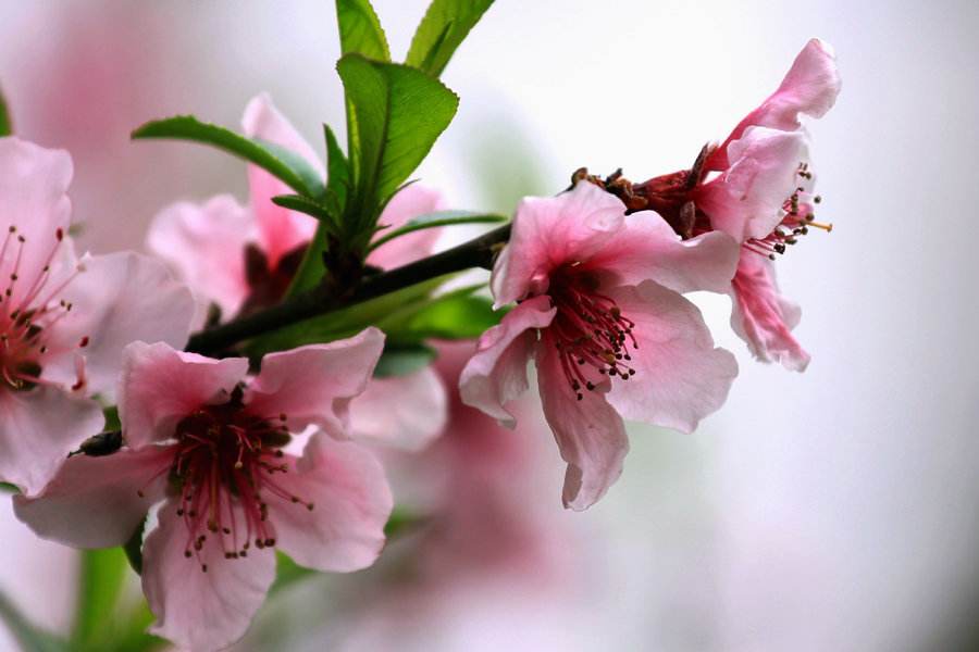 桃花的生长习性及其植物文化