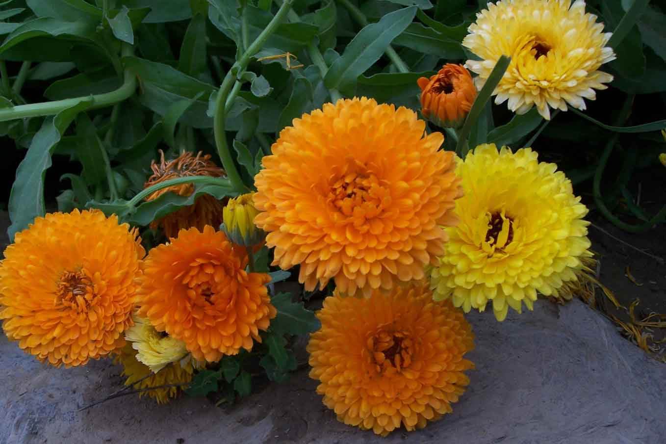 金盏花 花卉 万寿菊 - Pixabay上的免费照片 - Pixabay
