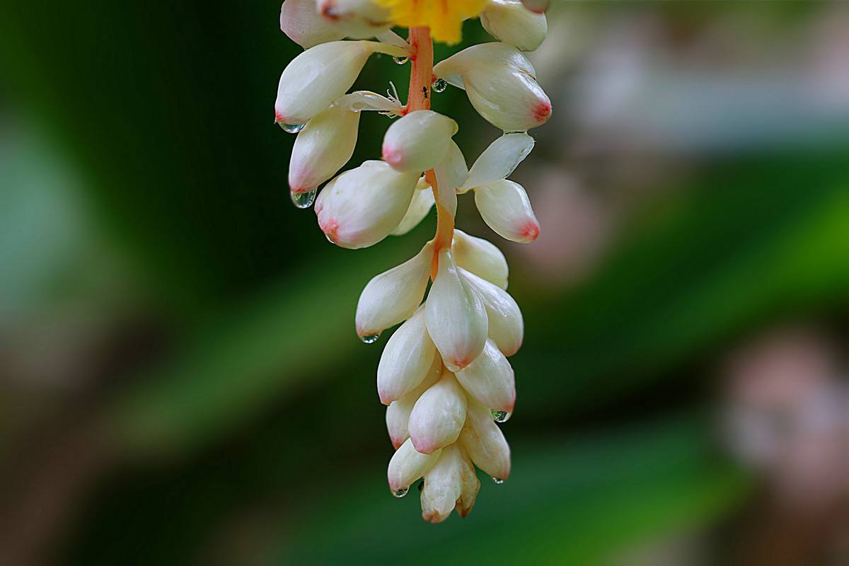 Alpinia hainanensis 草豆蔻
