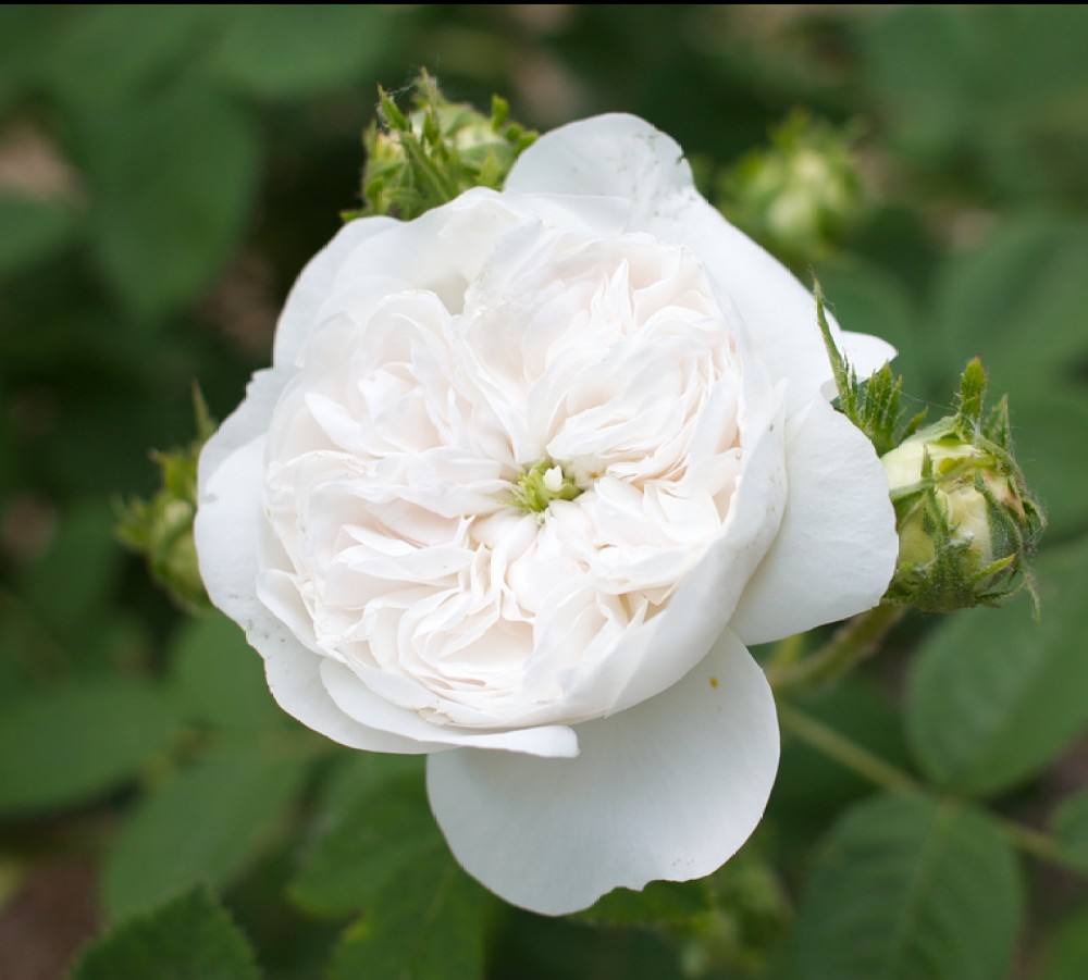 白色的玫瑰都有些什么品种 白玫瑰适合送给什么人