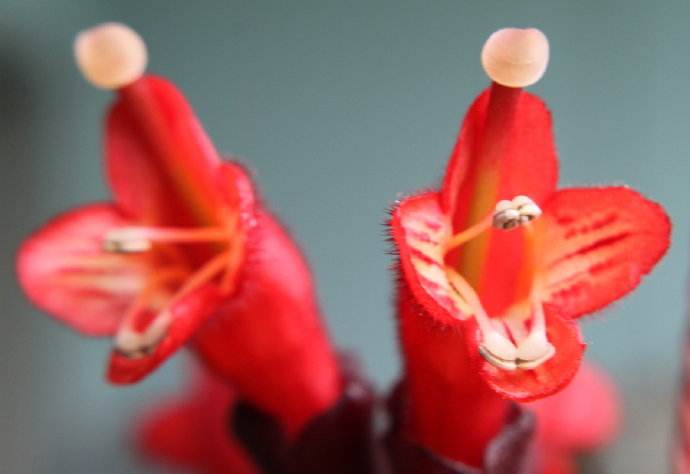 口红花的常见品种有哪些