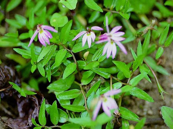 半边莲的养护方法及其注意事项 半边莲的养护方法及其注意事项