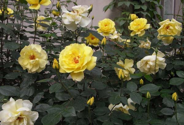 微型月季的黄色花品种——金星