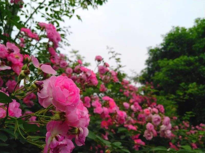 微型月季的粉色花品种——杏花村