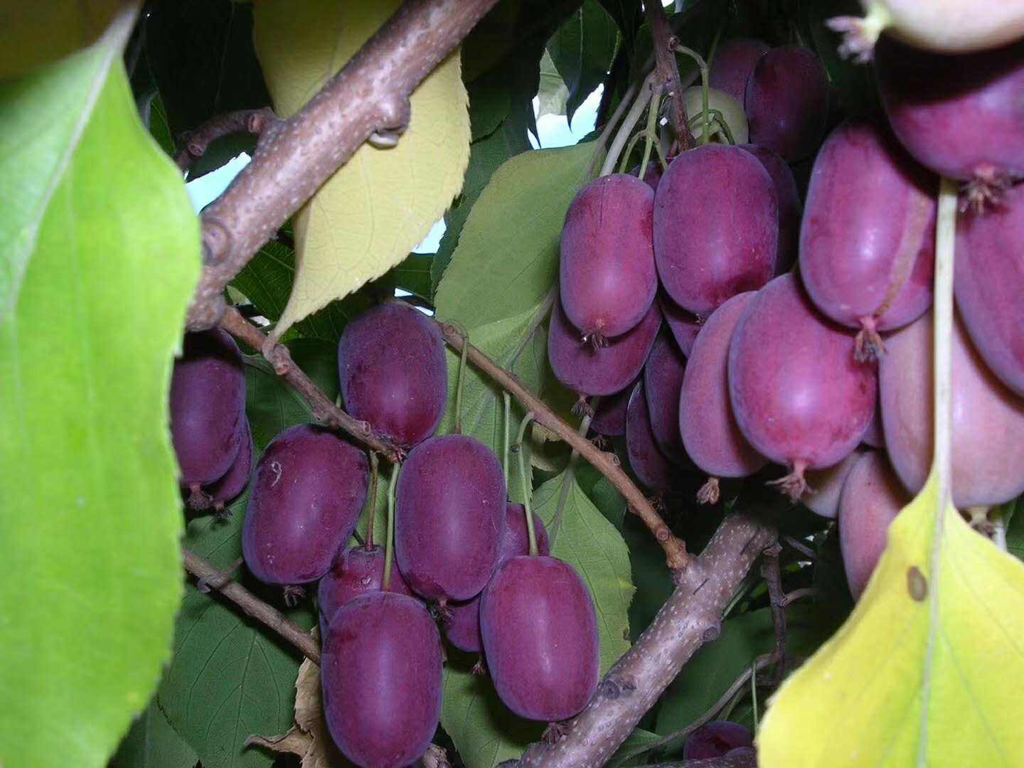 新鲜红褐鹅莓 库存照片. 图片 包括有 产物, 结构树, 鹅莓, 新鲜, 黄色, 食物, 常青树, 工厂 - 225173512