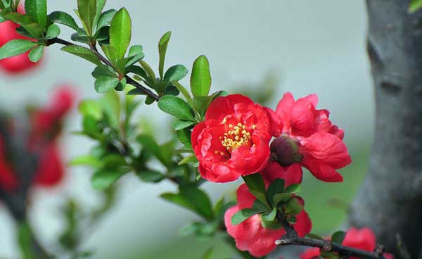 长寿海棠 长寿海棠