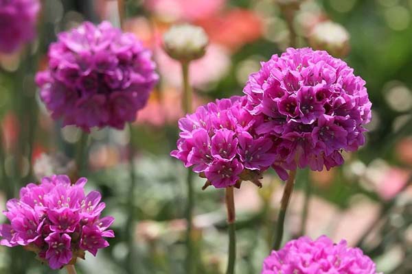 海石竹的养殖方法及其注意事项 海石竹的养殖方法及其注意事项